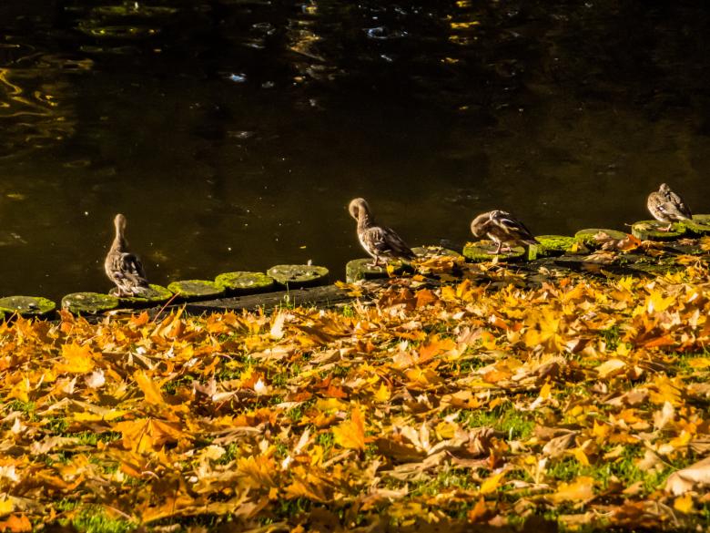 Free stock image of Ducks on the edge created by Janis Urtans