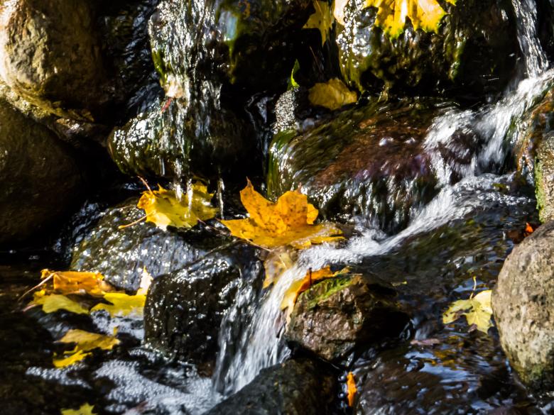 Free stock image of Autumn beauty created by Janis Urtans