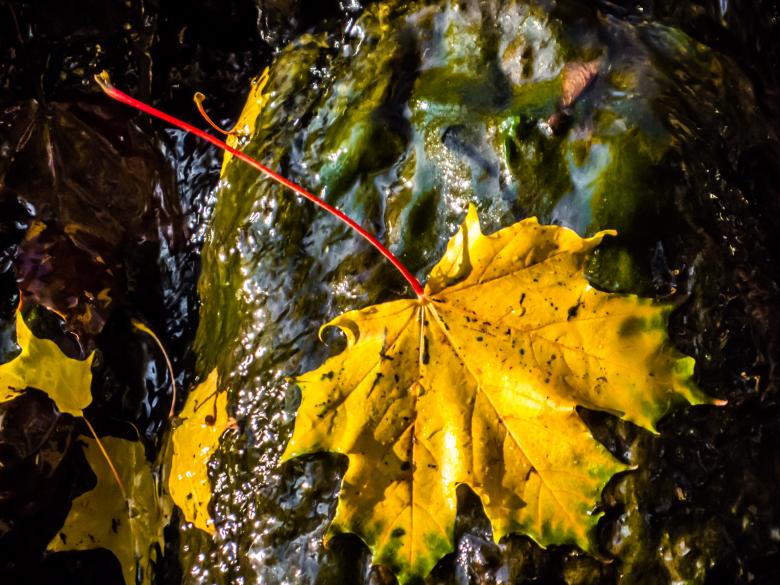 Free stock image of Autumn beauty created by Janis Urtans