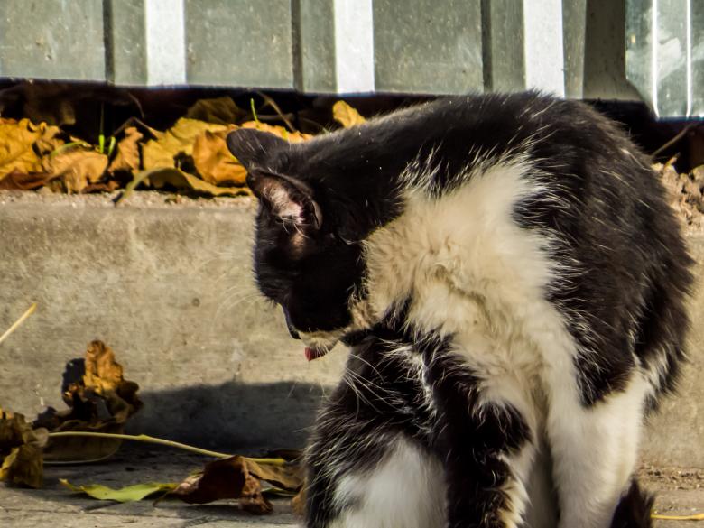 Free stock image of Hobo cat created by Janis Urtans