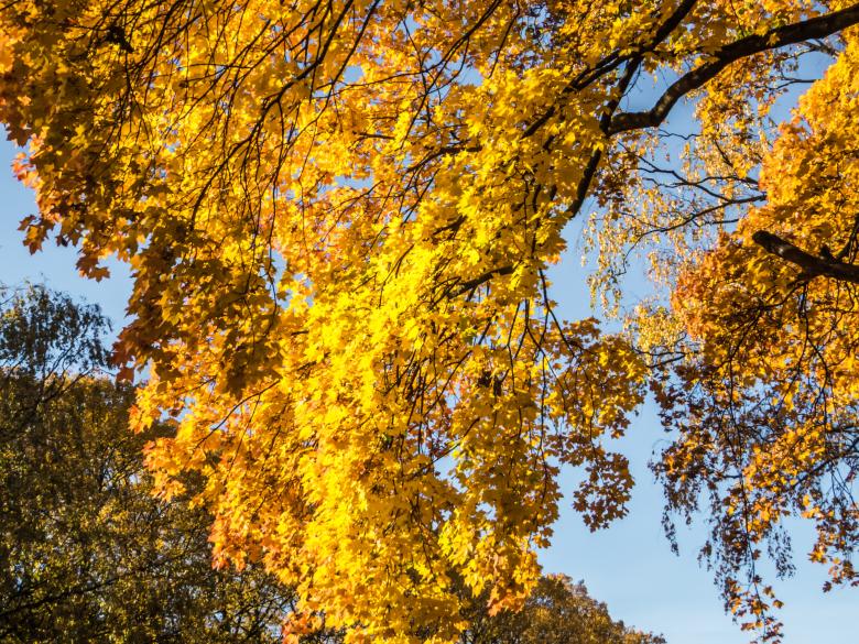Free stock image of Fall created by Janis Urtans