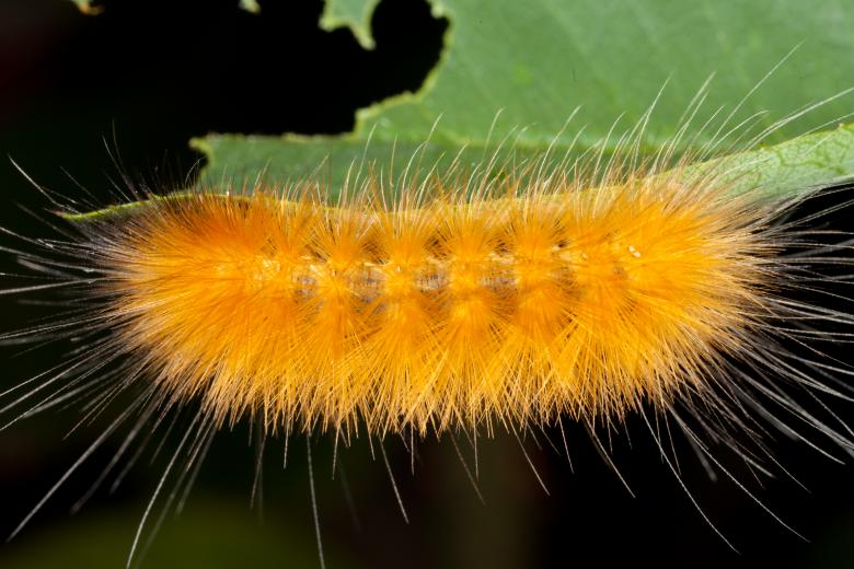 Free stock image of Golden caterpillar created by Jared Davidson