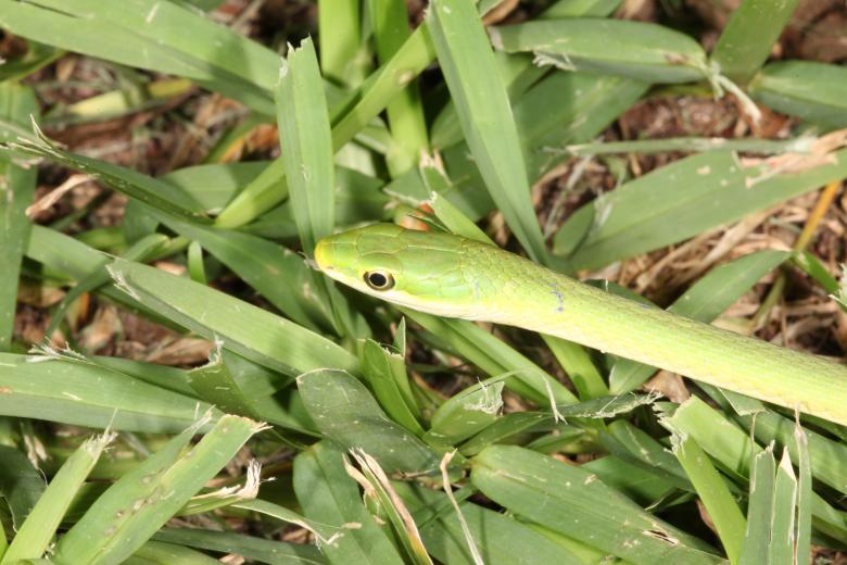 Free stock image of Green Snake created by Jared Davidson
