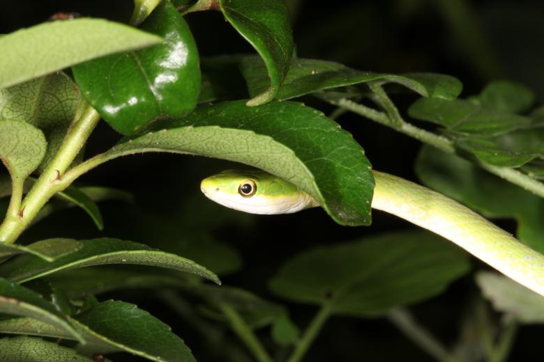 Free stock image of Green Snake created by Jared Davidson