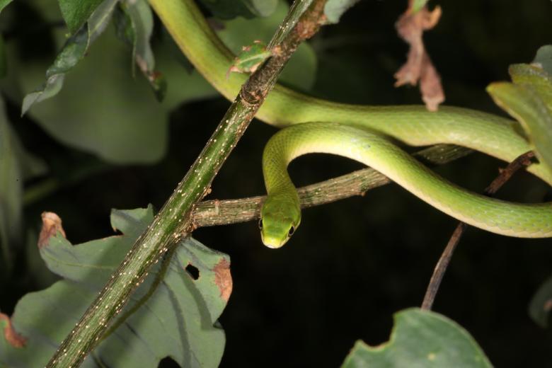 Free stock image of Green Snake created by Jared Davidson