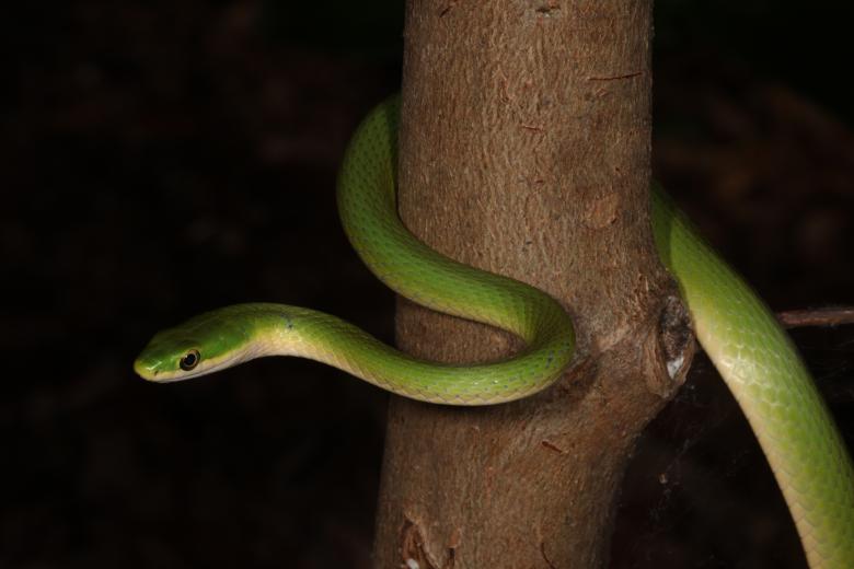 Free stock image of Green Snake created by Jared Davidson