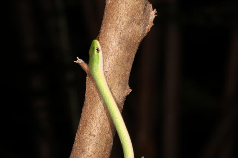 Free stock image of Green Snake created by Jared Davidson