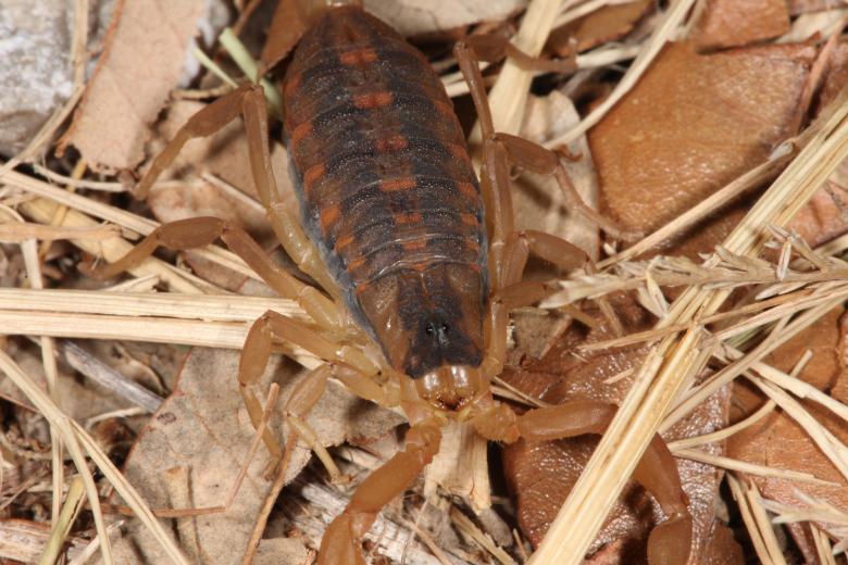 Free stock image of Scorpion created by Jared Davidson