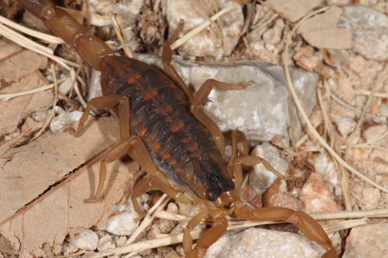 Free stock image of Scorpion created by Jared Davidson