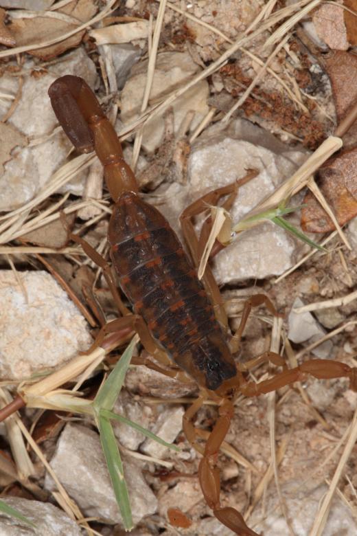 Free stock image of Scorpion created by Jared Davidson