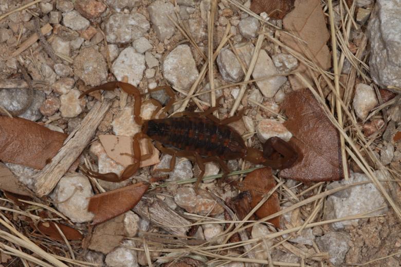 Free stock image of Scorpion created by Jared Davidson