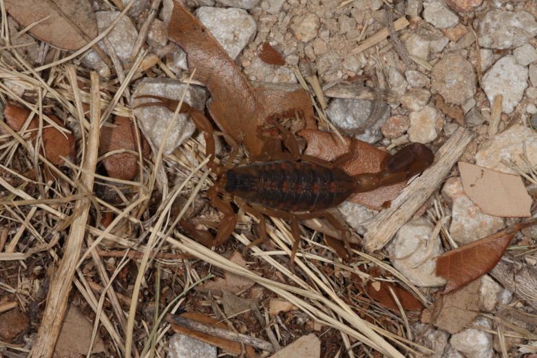 Free stock image of Scorpion created by Jared Davidson
