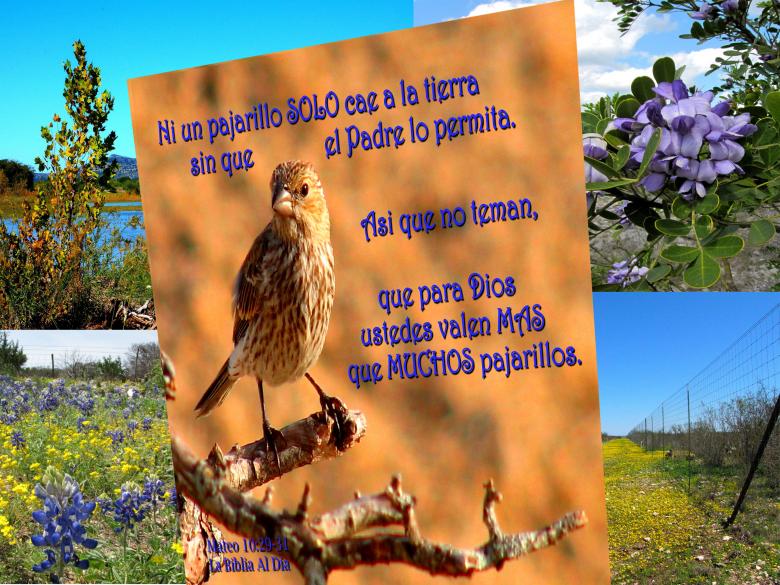Free stock image of Ni Un Pajaro Solo Cae created by DFNatureAwed