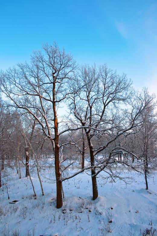 Free stock image of Winter trees created by 2happy