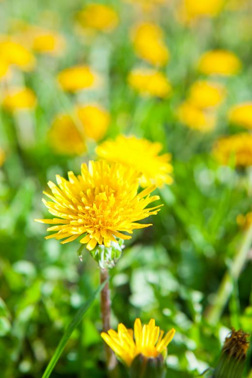 Free stock image of Dandelions created by 2happy