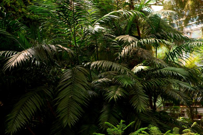 Free stock image of plant background created by 2happy