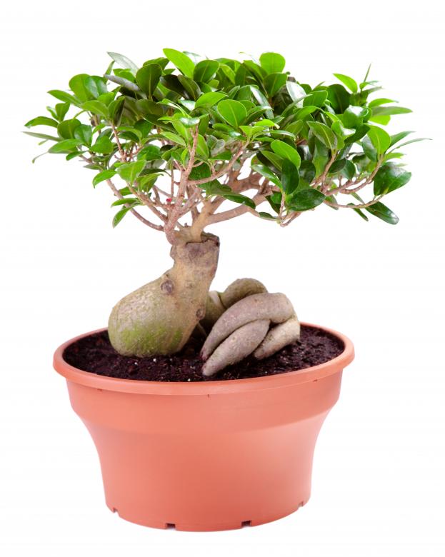Free stock image of Potted Plant created by 2happy