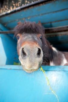 Free Stock Photo of horse