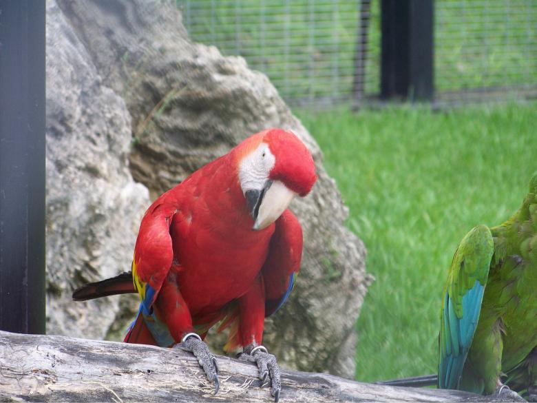 Free stock image of Parrot created by homero chapa