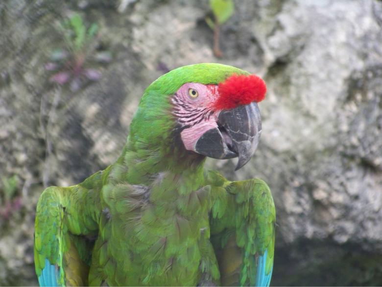 Free stock image of Parrot created by homero chapa