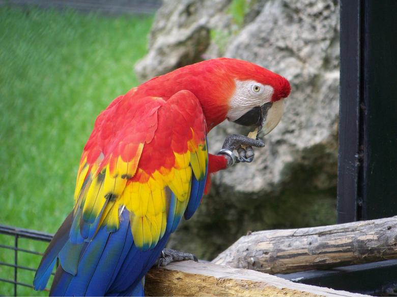 Free stock image of Parrot created by homero chapa