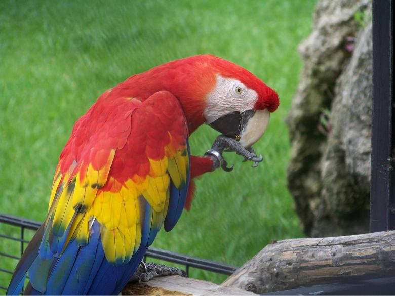 Free stock image of Parrot created by homero chapa