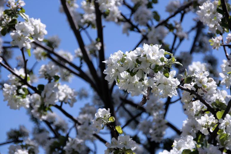 Free stock image of Flowers on appletree created by 2happy