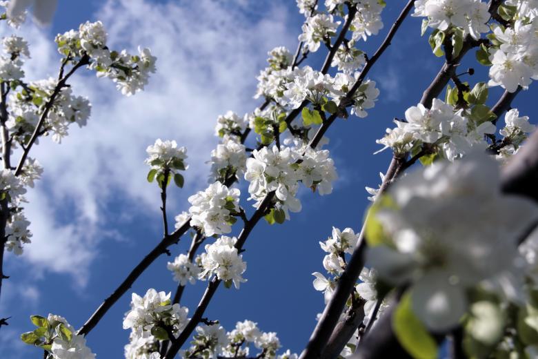 Free stock image of Flowers on appletree created by 2happy