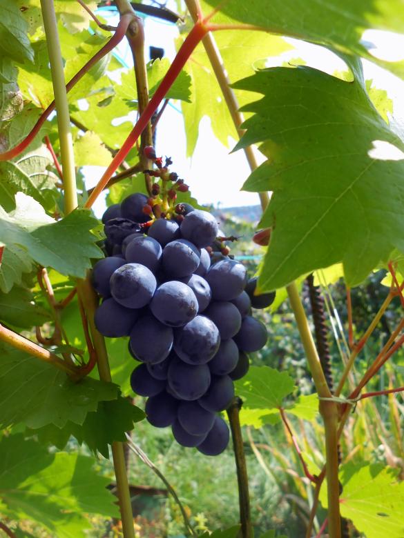Free stock image of grapes created by 2happy