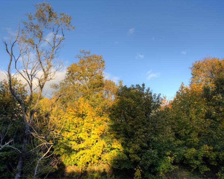 Free stock image of Trees in autumn created by Geoffrey Whiteway
