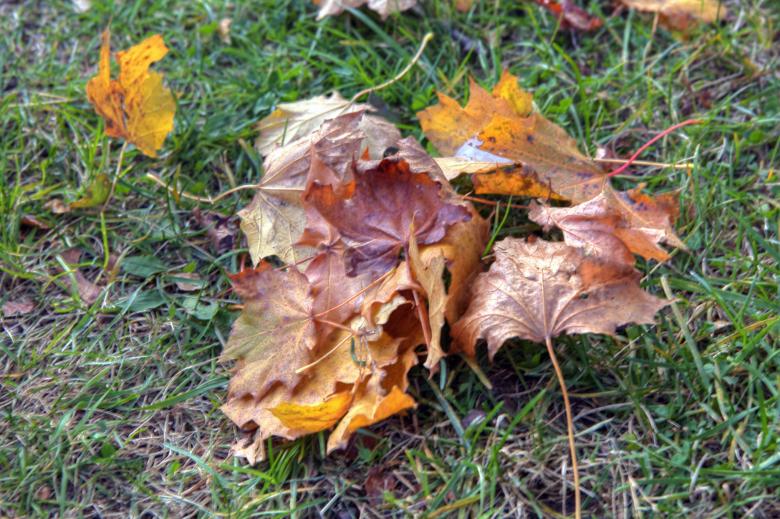 Free stock image of Autumn leaves created by Geoffrey Whiteway