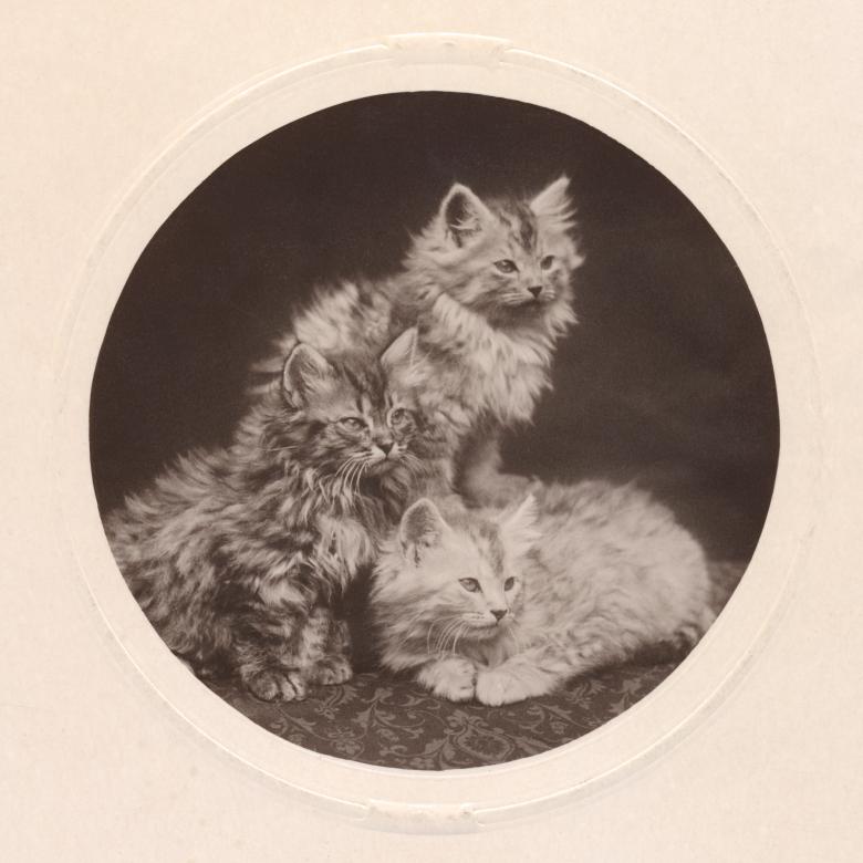 Free stock image of Cute Antique Kittens - Circa 1908 created by Nicolas Raymond