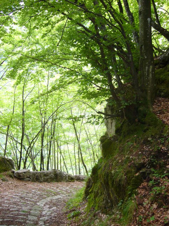 Free stock image of Trees and downhill created by francesco scanagatta