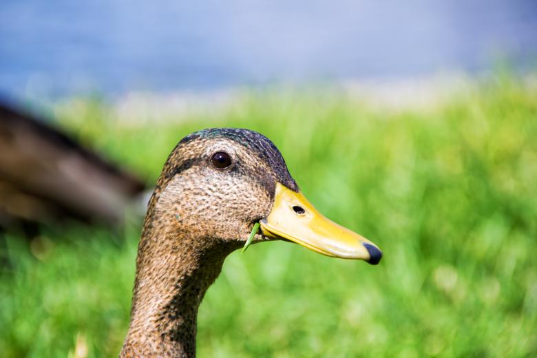 Free stock image of Duck  created by 2happy