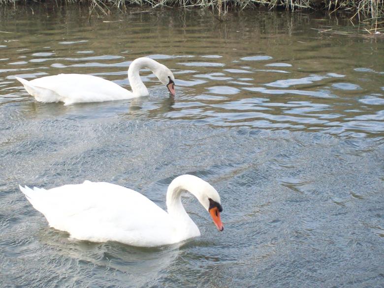 Free stock image of Two swans created by francesco scanagatta