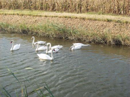 Swans in a channel - Free Stock Photo