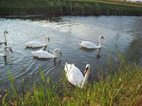 Group of swans - Free Stock Photo