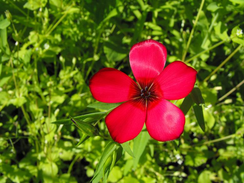 Free stock image of Red Flower created by Kyla M