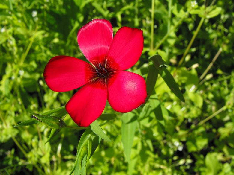 Free stock image of Red Flower created by Kyla M