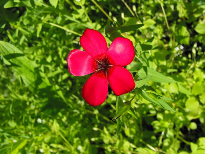 Free stock image of Red Flower created by Kyla M