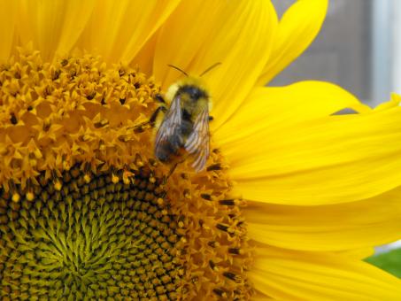 Bee on Sunflower