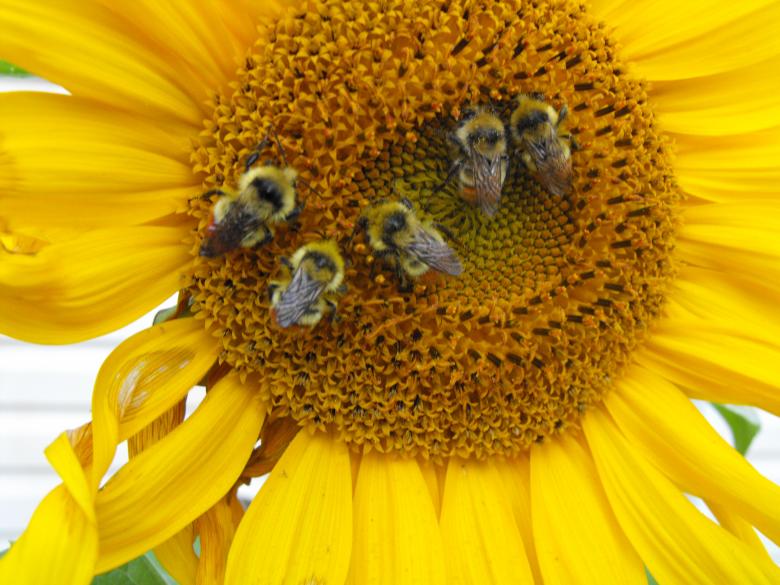 Free stock image of Bees on Sunflower created by Kyla M