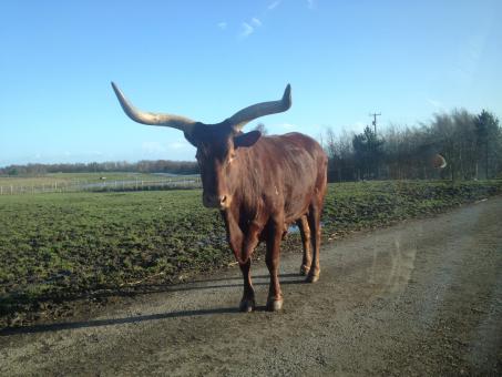 Knowley Safari Park - Free Stock Photo