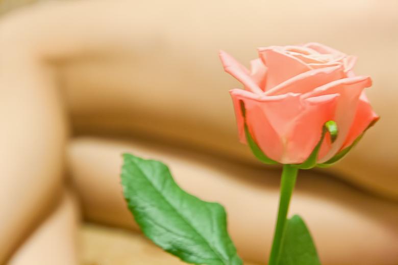 Free stock image of Rose created by 2happy