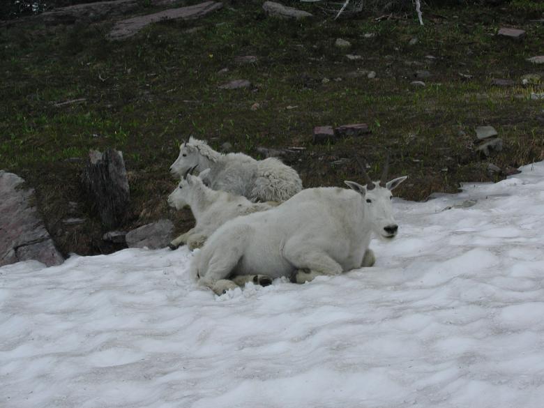 Free stock image of Mountain Goats created by Sue Osborn