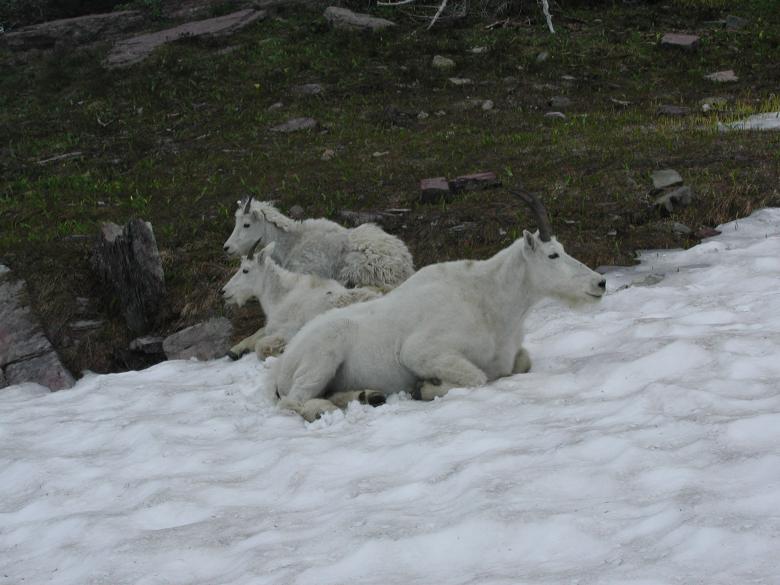 Free stock image of Mountain Goats created by Sue Osborn