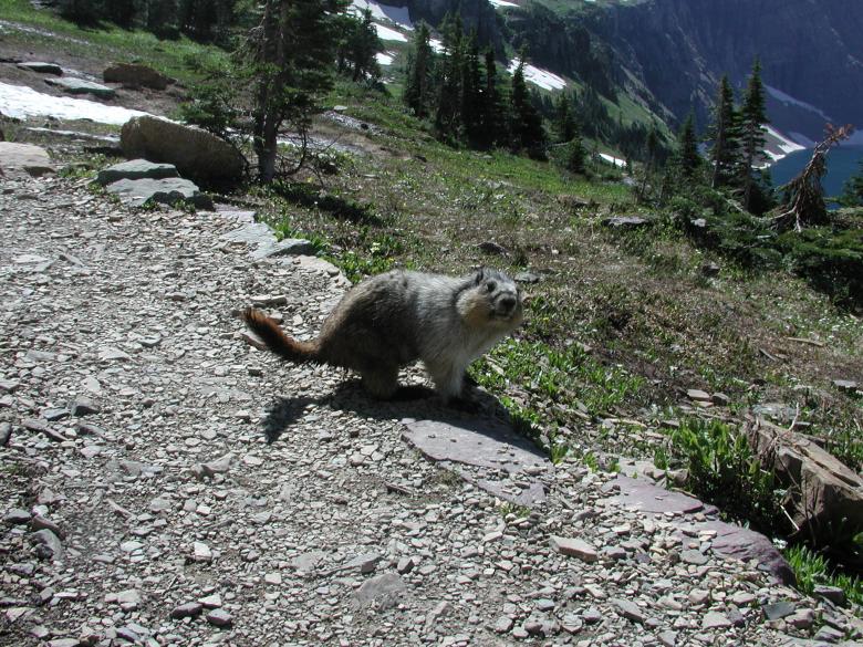 Free stock image of Marmot created by Sue Osborn