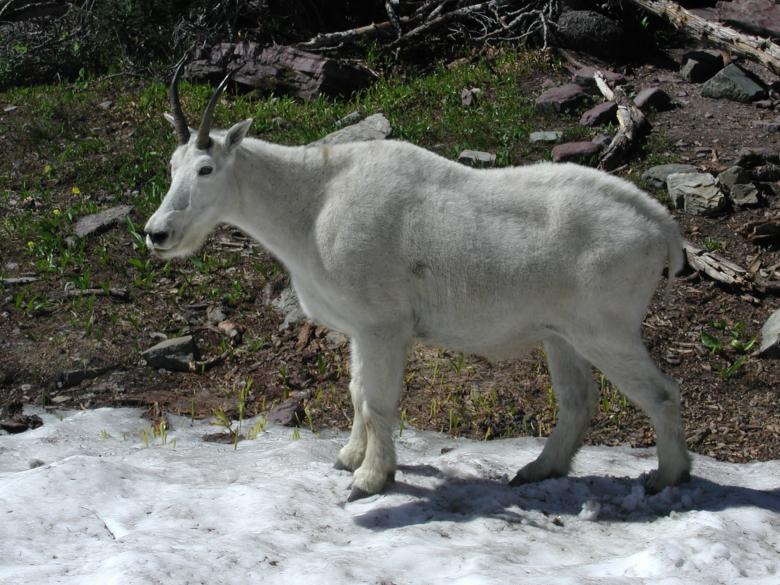 Free stock image of Single Mountain Goat created by Sue Osborn