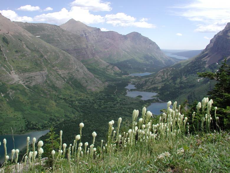 Free stock image of Bear Paws and Mountains created by Sue Osborn