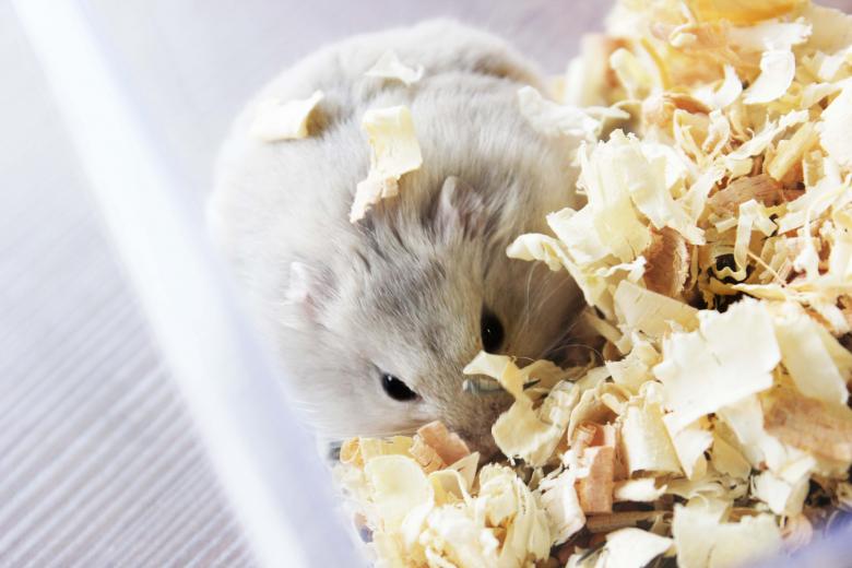 Free stock image of A hamster in wood shavings created by Katriona Galahad